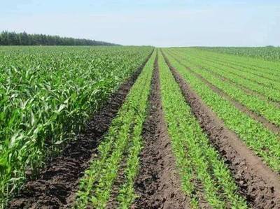 环保科普 从土壤污染到农作物安全——守护种子，守护未来