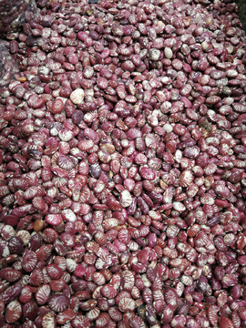 芸豆 从种子到餐桌的绿色旅程