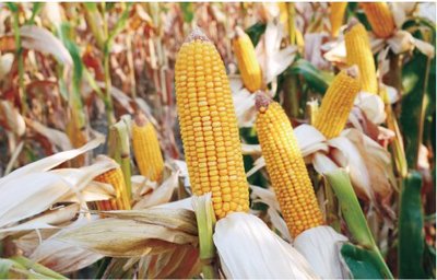 隆平生物玉米种子 科技育种结硕果，现代农业展新篇