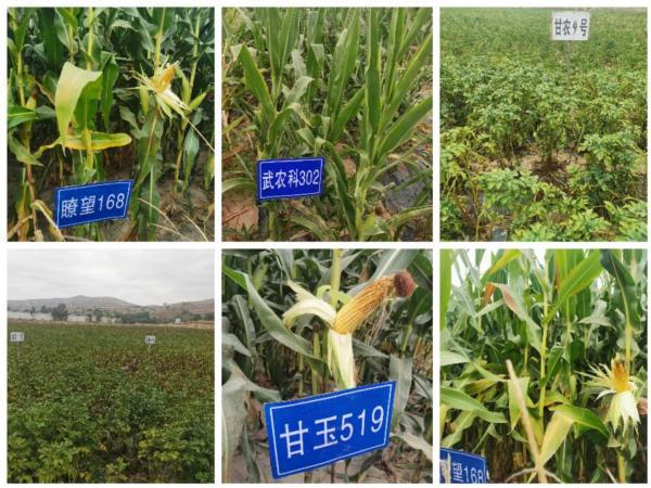 通渭县种子服务站引领种业创新，新品种试验示范观摩活动促农增收