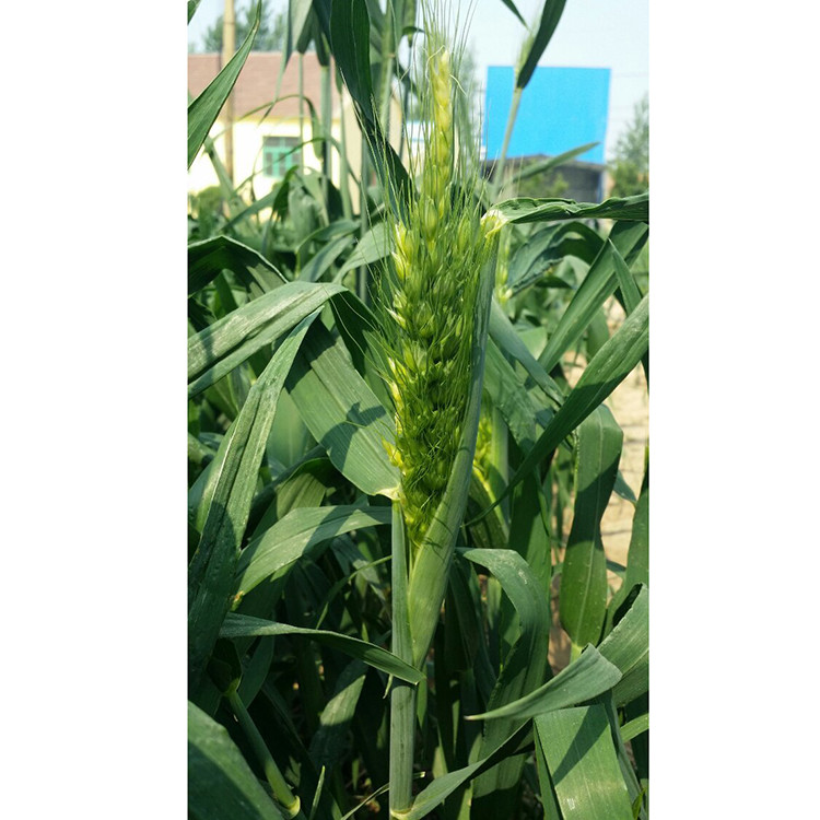 绿野新希望 乐陵弭科有机彩色小麦的培育与价值