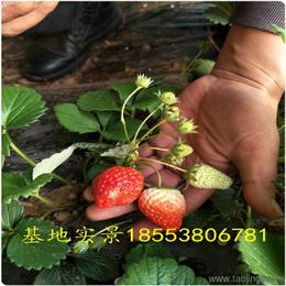 农作物种子与种苗 价格、厂家与批发采购指南