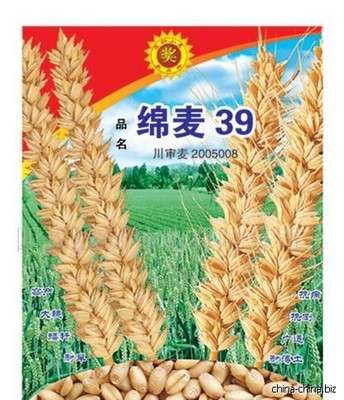 白麦王 高产高抗优质小麦种子的革命性选择