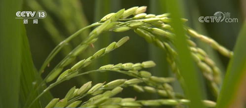 种业振兴 筑牢粮食安全的“中国芯”