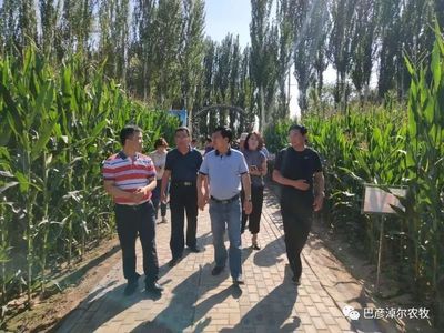 全国及自治区领导莅临巴彦淖尔市指导农作物新品种展示与评价工作