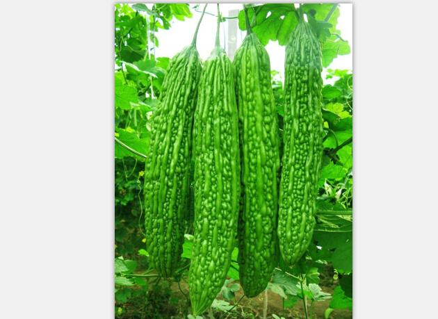 荷兰粉霸番茄种子 进口品质，助您丰收的高性价比之选